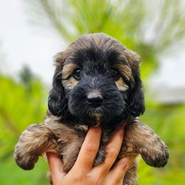 Ladybug - Sable female Aussiedoodle puppy in Indiahoma, Oklahoma from Phamily Doodles