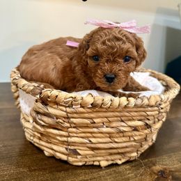 Oakley - Red female Cavapoo puppy in Spanish Fork, Utah from Poseydoodle