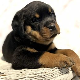 Rottweiler Puppies from Vom Arnold-Hause Rottweilers