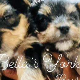 Yorkshire Terriers from Bella’s Yorkies