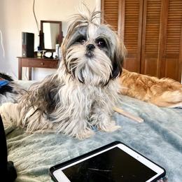 Laverne - Shih Tzu