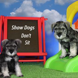 Miniature Schnauzer Puppies from King’s Miniature Schnauzers