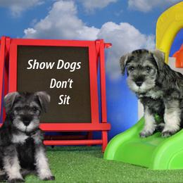 Miniature Schnauzer Puppies from King’s Miniature Schnauzers