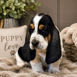 Donna - Purple collar - Black white and brown female Basset Hound puppy in Edmonton, Kentucky from RiverBottom Bassets