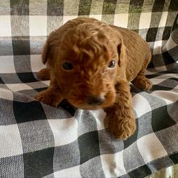 Biscuit - Red  male Poodle puppy in Utica, Ohio from Poodle Me Crazy