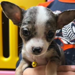 Girl one - Black and silver female Chihuahua puppy in Matensdale, Iowa from Tammy's Chihuahuas