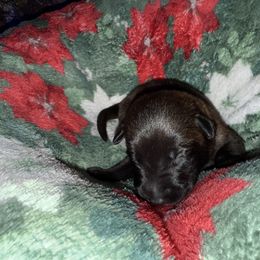 Brown Collar - Mahogany male Belgian Malinois puppy in Trenton, Georgia from Laeknir K9