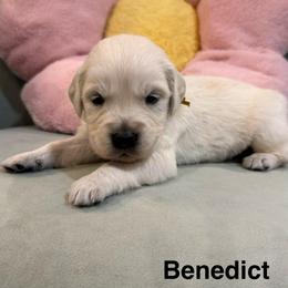 Benedict - Light golden male Golden Retriever puppy in Conroe, Texas from Tails of Cypress
