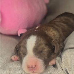 Suzy - Red female Aussiedoodle puppy in Lincoln, California from Pasta Puppies Doodles