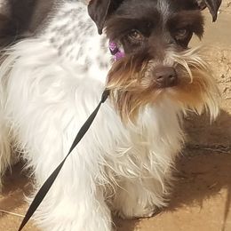 Miniature Schnauzers and Rottweilers from Rough Creek Kennels