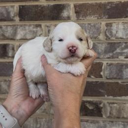 Holly - Yellow and white female Bernedoodle puppy in Cartersville, Georgia from Simply Blessed Doodles