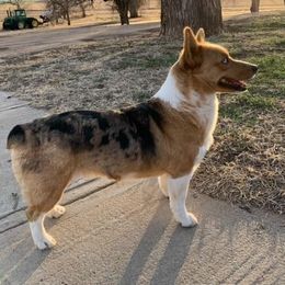 Waylon - Pembroke Welsh Corgi