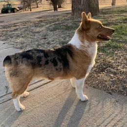 Waylon - Pembroke Welsh Corgi