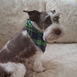 Zeus - Miniature Schnauzer