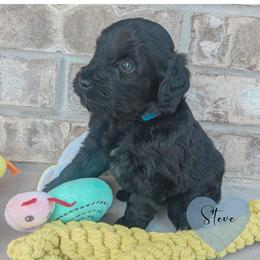 Steve - Black male Portuguese Water Dog puppy in Jacksonville, Florida from Atlantic Coast PWD
