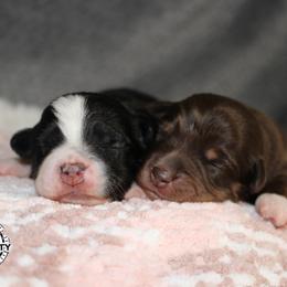 Miniature American Shepherd and Miniature Australian Shepherd Puppies from Integrity Aussies Tx