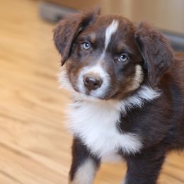 Bigfork - Red tri-color Australian Shepherd puppy in Noxon, Montana from MITIN Aussies AKC Standard Australian Shepherds