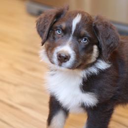 Bigfork - Red tri-color Australian Shepherd puppy in Noxon, Montana from MITIN Aussies AKC Standard Australian Shepherds