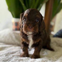 Blue Boy - Brown white and tan male Cockapoo puppy in Fort Gibson, Oklahoma from Waggle Doodles