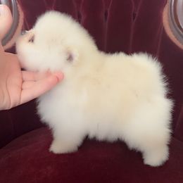 Pomeranian Puppies from A Sample Of Gods Love Kennels