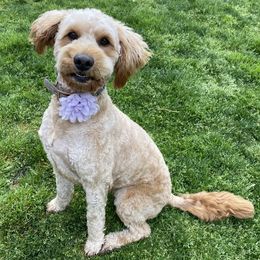 Goldendoodles from Smoker Goldens