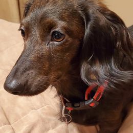 Maggie - Dachshund