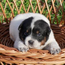 Adora - Blue mottled female Australian Cattle Dog puppy in Buffalo Valley, Tennessee from Buffalo Valley Breeders