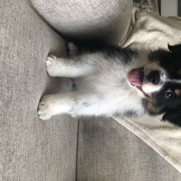 Australian Shepherd Puppies from Satterfield Family Farms