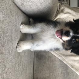Australian Shepherd Puppies from Satterfield Family Farms