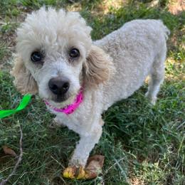Australian Shepherds, Papillons, and Poodles from Our Little Knoll