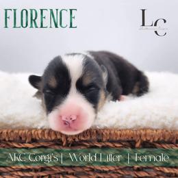 Florence - Black and tan female Pembroke Welsh Corgi puppy in Pine Village, Indiana from NL Horsemanship