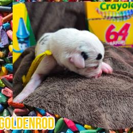 Goldenrod - Harlequin male Great Dane puppy in Brookings, South Dakota from Debonair Danes