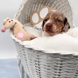 Alicia - Dapple female Dachshund puppy in Ben Wheeler, Texas from P&P Dachshunds