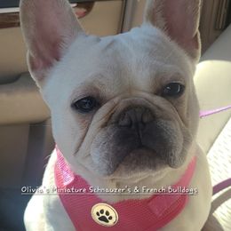 Opal - French Bulldog