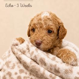Echo - Apricot male Goldendoodle puppy in Lake Charles, Louisiana from Perfect Fit Poodles & Doodles