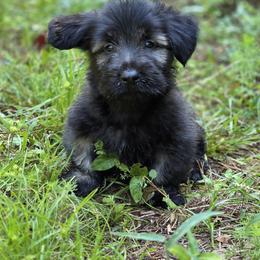 Rey - Black male Skye Terrier puppy in East Camden, Arkansas from A Plus A