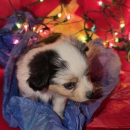 Boy 2 - Blue merle male Toy Australian Shepherd puppy in Springfield, Missouri from Donnie's Miniature & Toy Australian Shepherds