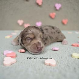 Spot - Chocolate and cream male Dachshund puppy in Oklahoma City, Oklahoma from OkieDoxieland Dachshunds