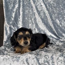 Bitty - Black and cream female Dachshund puppy in Poteau, Oklahoma from Sisters Dazzling Dachshunds