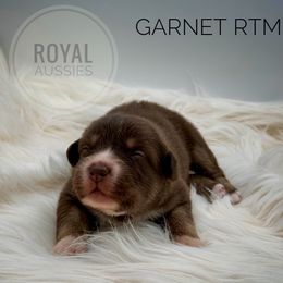 Garnet - Red tri-color male Australian Shepherd puppy in Petersburg, Indiana from Royal Aussie’s