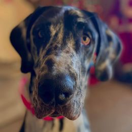 Great Danes from Lil Dane Loves