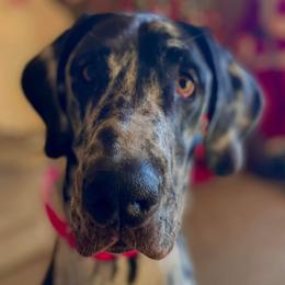 Great Danes from Lil Dane Loves