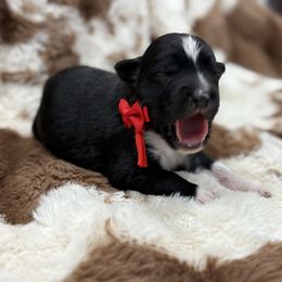 Red collar with tail - Black tri male Miniature Australian Shepherd puppy in 32046, Florida from River Hill Ranch