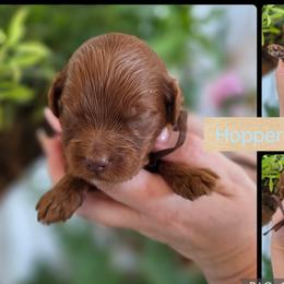 Hopper - Red  male Goldendoodle puppy in Decatur, Tennessee from Diamond's Doodles