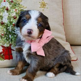 Linnie - Merle female Bernedoodle puppy in Murray, Utah from Sun Valley Doodles