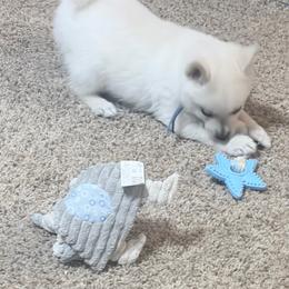 Boy blu - Cream male Schipperke puppy in Wagoner, Oklahoma from Melissa Davis