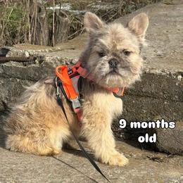 Michelle - White and fawn female French Bulldog puppy in Miami, Oklahoma from Destiny Jones