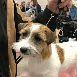 Russell Terriers from Misty Bridge Terriers