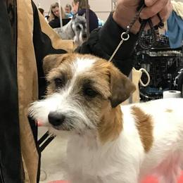 Russell Terriers from Misty Bridge Terriers