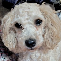 Scarlett - Cockapoo